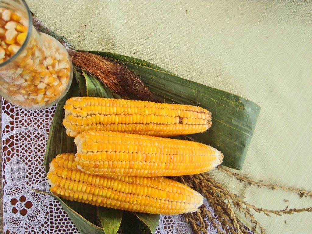 “Revolución del Choclo”, una fiesta gastronómica en Los Ríos