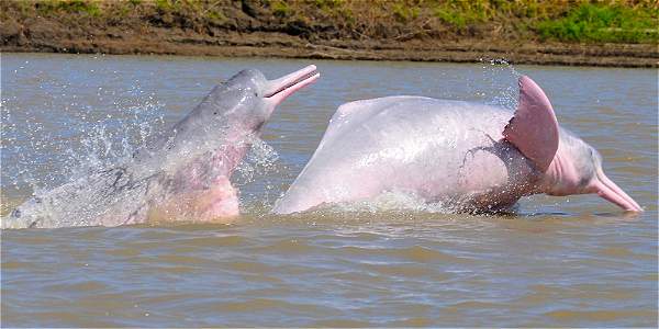 En el Cuyabeno excursión científica registra 48 delfines – Ministerio de Turismo
